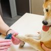 Professional Dog Cordless Nail Grinder Trimmer 2 Speeds Quiet USB Rechargeable
