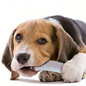 Dog cucumber biting stick and interactive training to relieve boredom (Color: Blue)