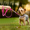 Dog Collar Crystal Glitter Rhinestone Pet Collars Zinc Alloy Buckle Collar For Small Medium Dogs Chihuahua Pug Dog Collar