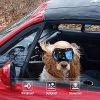 Dog Glasses for Small Breed UV Sunglasses Windproof