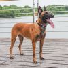 Dog collar; reflective nylon collar; medium and large dog collar