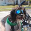 Dog Glasses for Small Breed UV Sunglasses Windproof