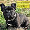 Adjustable Microfiber Leather Spiked Studded Dog Collar with a Squeak Ball Gift for Small Medium Large Dogs