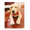 Dogs Accessories Pet Kawaii Dog Necklace Adjustable Strap for Collar Pet Dog Bow Tie Puppy Bow Ties Dog Pet Supplies
