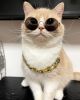 Pet gold collar Dog Chain Collar Keji Teddy Fadou domineering big gold necklace dog playing cool jewelry big gold chain