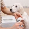 Dog Nail Clippers Stainless Steel Grooming Tool  Small Medium Large Dogs