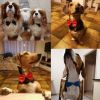 Dogs Accessories Pet Kawaii Dog Necklace Adjustable Strap for Collar Pet Dog Bow Tie Puppy Bow Ties Dog Pet Supplies