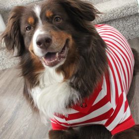 Dog Polos Striped (Color: Flame Scarlet Red & White, size: X-Small)